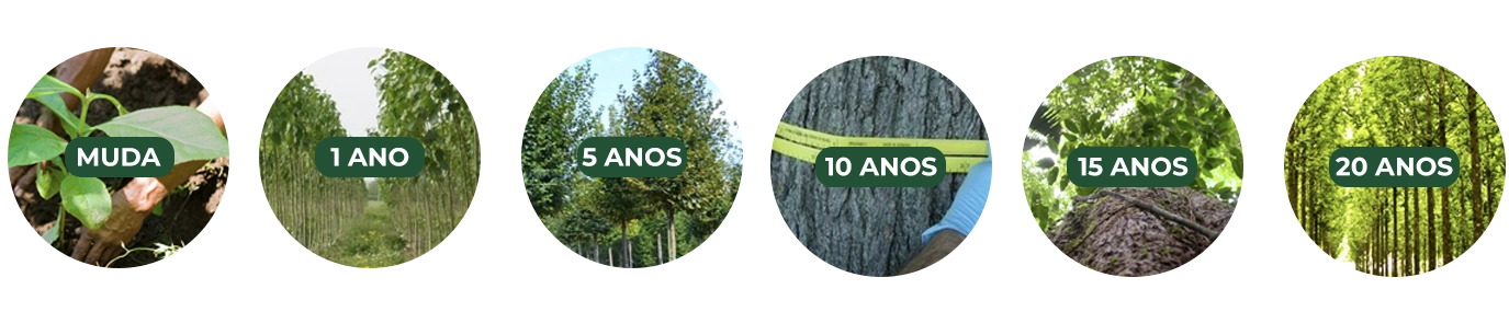 Ciclo de vida da teca